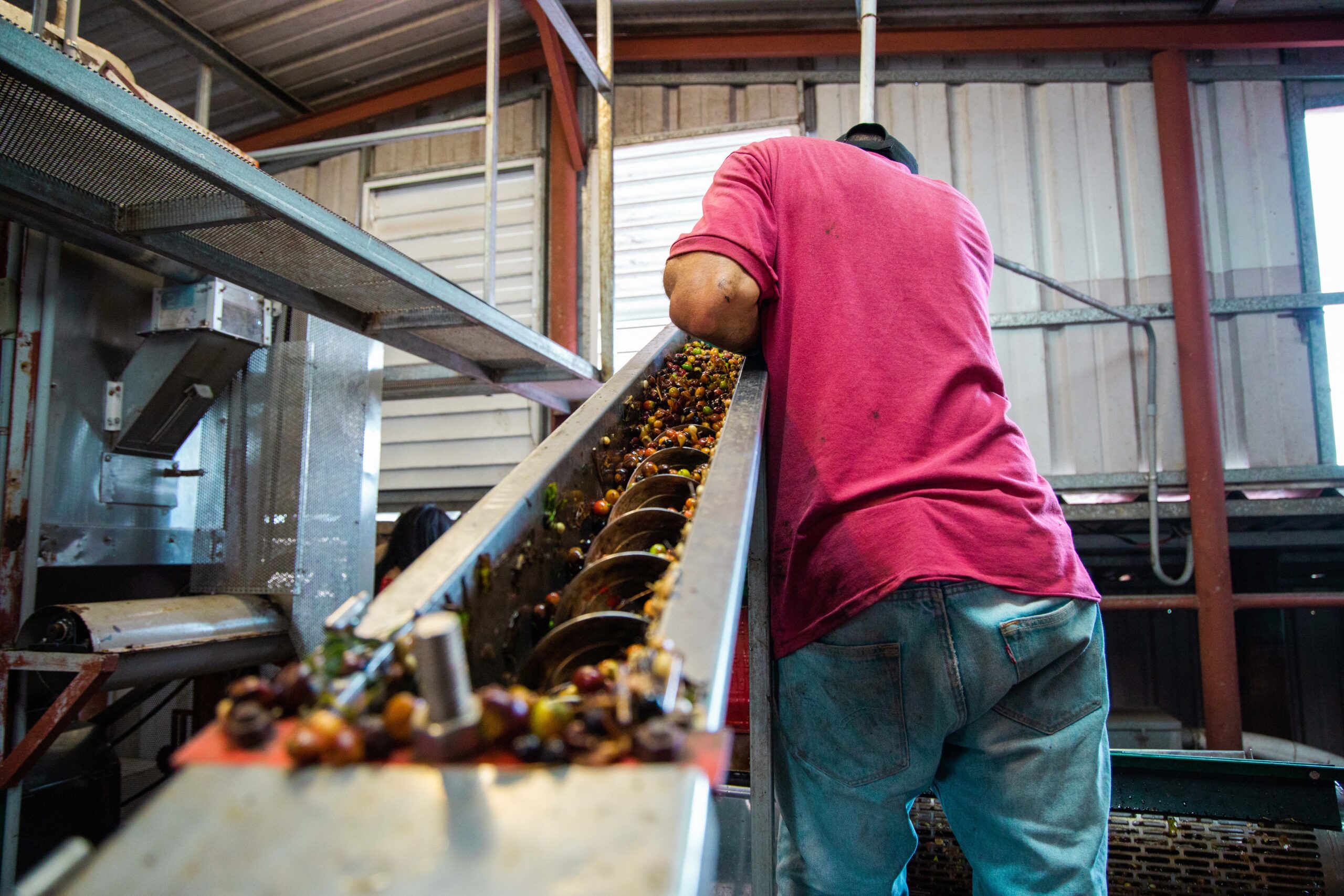 man processing coffee beans scaled